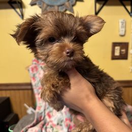 Truffles - Liver male Yorkshire Terrier puppy in Chicago, Illinois from Cuddly Cutts Pets