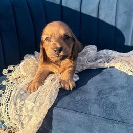 Bennett - Cream male Dachshund puppy in New Albany, Mississippi from Double A. Doxies