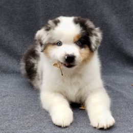 Gold - Blue merle male Miniature American Shepherd puppy in Springfield, Missouri from Sunrock Kennel