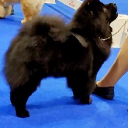 Sabrina - Chow Chow