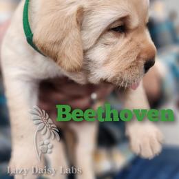 Boy 4 - Labrador Retriever puppy in Priest River, Idaho from Lazy Daisy Labs