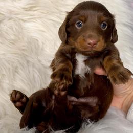 Mocha - Chocolate female Dachshund puppy in Fredericksburg, Indiana from Blue River Mini Dachshunds