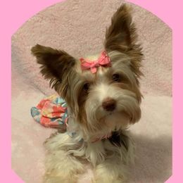 Yorkshire Terriers from Enchanted Yorkies
