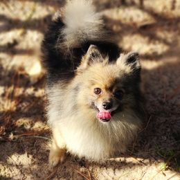 Vander - Pomeranian