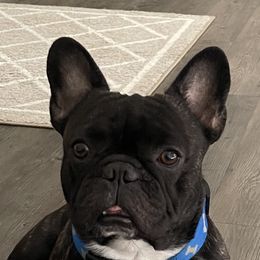 Juice  - French Bulldog