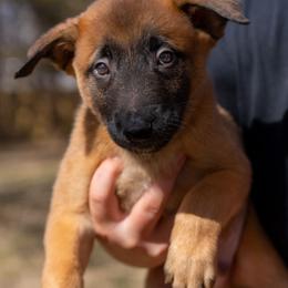 Liberty - Fawn female Belgian Malinois puppy in Lincoln, Nebraska from Nebraska K9