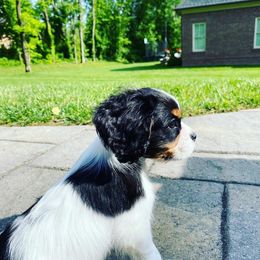 Cavalier King Charles Spaniel Puppies from Cassie’s Cavaliers