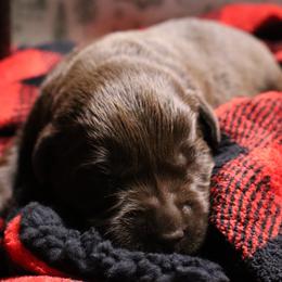 Frosty - Chocolate male Labrador Retriever puppy in Camden, Indiana from Camden's Caring Canines