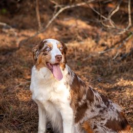 Maggie - Australian Shepherd