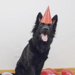 Charlie or Chuck - German Shepherd
