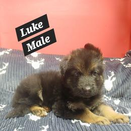 Luke Black Collar - Black and red male German Shepherd puppy in Bedias, Texas from TiPi S Ranch's German Shepherds