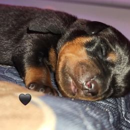 Rottweiler Puppies from Pearce Rottweilers