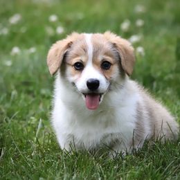 Pembroke Welsh Corgi Puppies from Cosmere Corgis