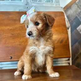 Bean - Red  female Goldendoodle puppy in Denison, Iowa from Violet View Iowa Goldendoodles
