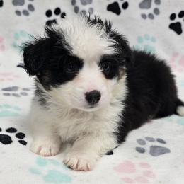 SPiCE - Black and white female American Corgi puppy in Walker, Iowa from Double K Corgis