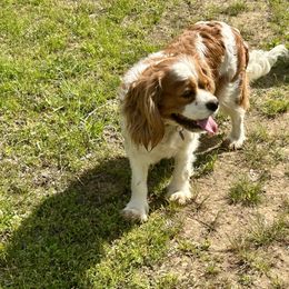 Jessie - Cavalier King Charles Spaniel