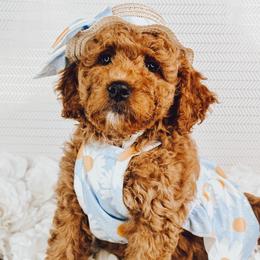 Shmi - Red female Bernedoodle puppy in Otisville, Michigan from Danie’s Darling Doodles LLC