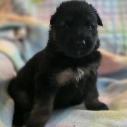 Male 3 - Black and tan male German Shepherd puppy in Leon, West Virginia from Heart2Heart Kennels