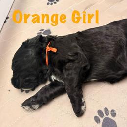 Orange Girl (Minerva) - Black and white female Bernedoodle puppy in Moulton, Alabama from Triple W Doodles
