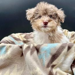 Levi - Merle male Cavapoo puppy in Austin, Texas from Doodles of Central Texas