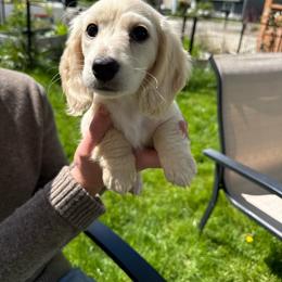 Boy 2 - Cream male Dachshund puppy in Walla Walla Valley, Oregon from English Cream Dachshunds