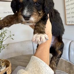 Charley Pride - Tri-color male Bernedoodle puppy in Draper, Utah from Salt City Farm