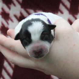Sierra - Purple - Blue female Australian Cattle Dog puppy in Colbert, Oklahoma from LoveAHeeler