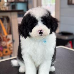 Lollipop - Black and white male Sheepadoodle puppy in Wharton, Texas from Little Fur Friends