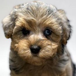 Dezire - Merle female Yorkipoo puppy in Lebanon, Kentucky from Mosaic Merle Doodles
