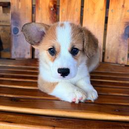 Franklin - Sable male Pembroke Welsh Corgi puppy in El Dorado Springs, Missouri from Trixie Dixie