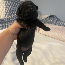 Girl 1 - Labrador Retriever puppy from Three Peaks Labradors & Training LLC