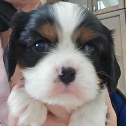 Tri Boy 1 - Tri-color male Cavalier King Charles Spaniel puppy in Meridian, Idaho from Reflection Cavaliers