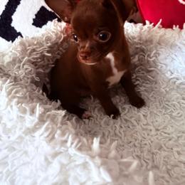 Uno - Chocolate male Chihuahua puppy in Charlotte, North Carolina from Lawinski’s Chihuahua World
