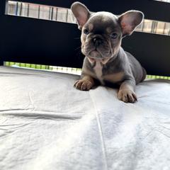 French Bulldog Puppies from Plus Ultra Bulldogs