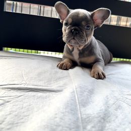 French Bulldog Puppies from Plus Ultra Bulldogs