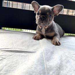 French Bulldog Puppies from Plus Ultra Bulldogs