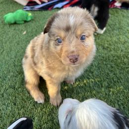 Miniature Australian Shepherd Puppies from B my Sunshines Mini Aussies