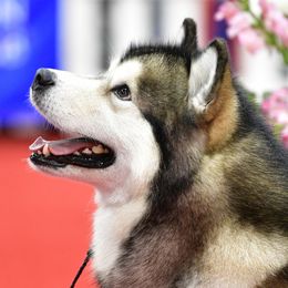 Alaskan Malamutes from Jennifer Corr's Onak Alaskan Malamutes