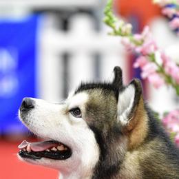 Alaskan Malamutes from Jennifer Corr's Onak Alaskan Malamutes