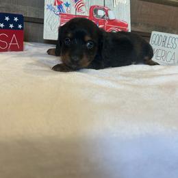 Black and Tan Boy - Black and tan male Dachshund puppy in Stilwell, Oklahoma from Bidding Creek Dachshunds