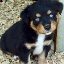 Merlin - Black tri male Miniature Australian Shepherd puppy in Patterson, North Carolina from DreamLine Aussies