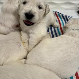 Lime collar - Light golden female Golden Retriever puppy in Ingleside, Texas from Sweetbay Goldens