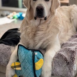 Golden Retriever All Grown Up from Jumbo’s Goldens