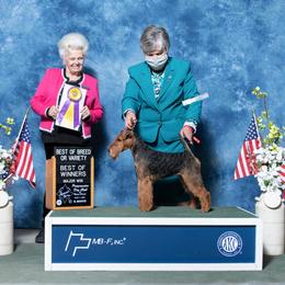 Welsh Terrier All Grown Up from Carroway Kennels