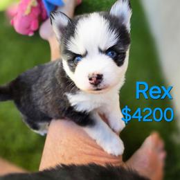 Rex - Black and white male Pomsky puppy in Fredericksburg, Virginia from Purely Pomskies