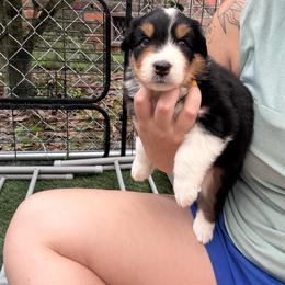 Sirus - Black tri-color male Australian Shepherd puppy in Summerville, South Carolina from Mtn Hollow