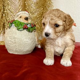 Boy 3 - Apricot male Cavapoo puppy in Nampa,, Idaho from Clig Doodle Days