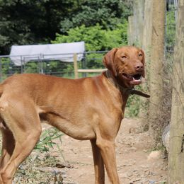 Cap - Vizsla
