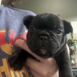 Bastien (Bass) - Brindle male French Bulldog puppy in Alabama from Rathbone Bulldogs