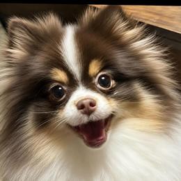 Bunny - Pomeranian